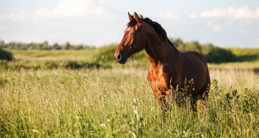 Aliment cheval à Poitiers