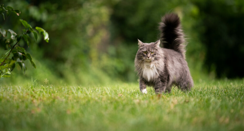 Croquette chat à Angers