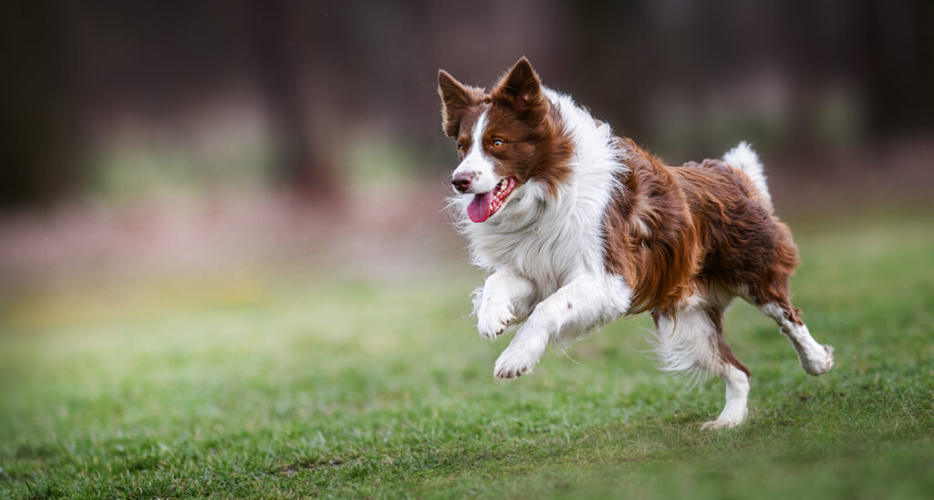 Croquette chien JMB